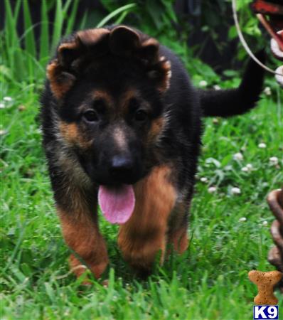 blueridgelanegsd Picture 1